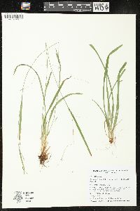 Carex laxiculmis image