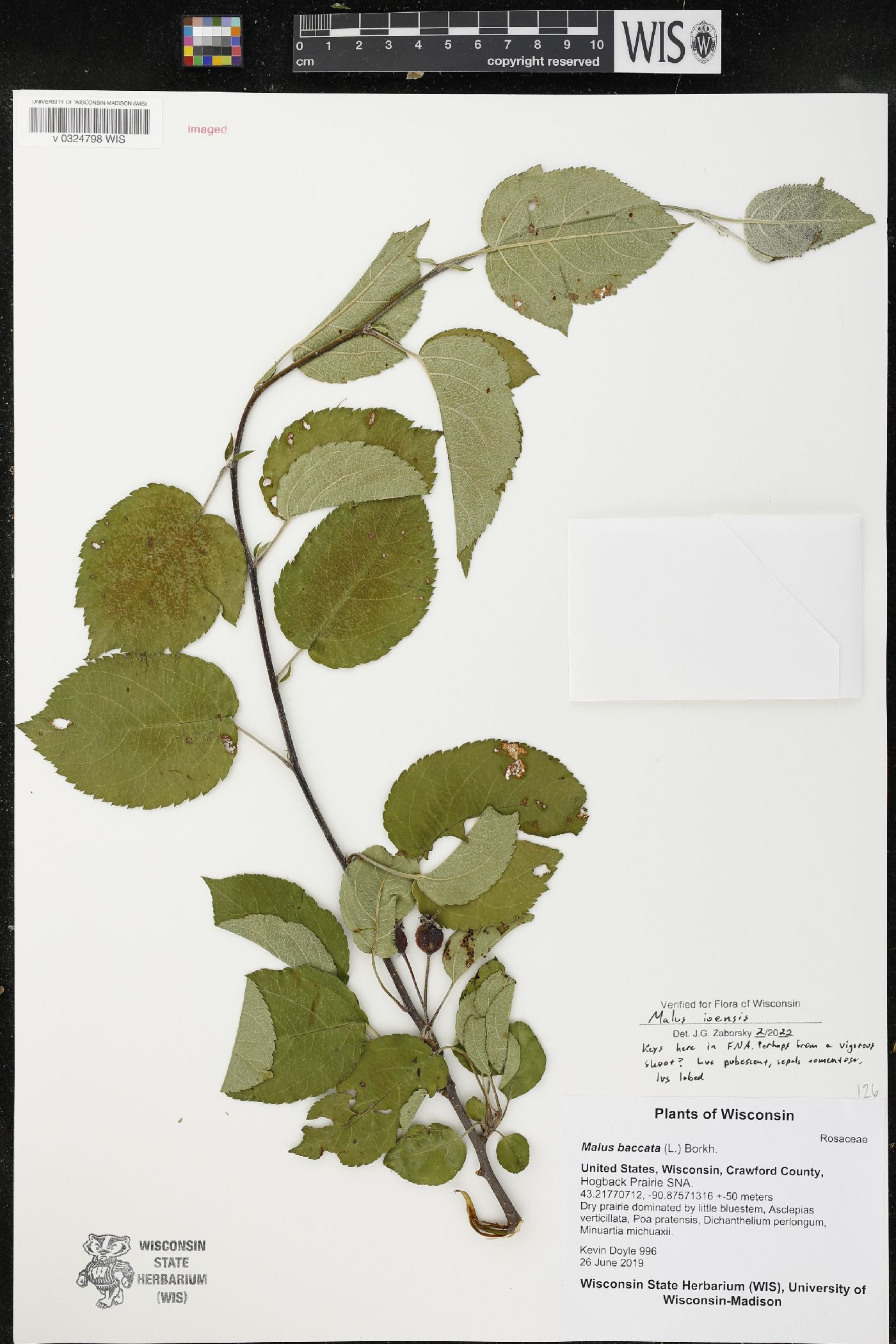 Malus ioensis image