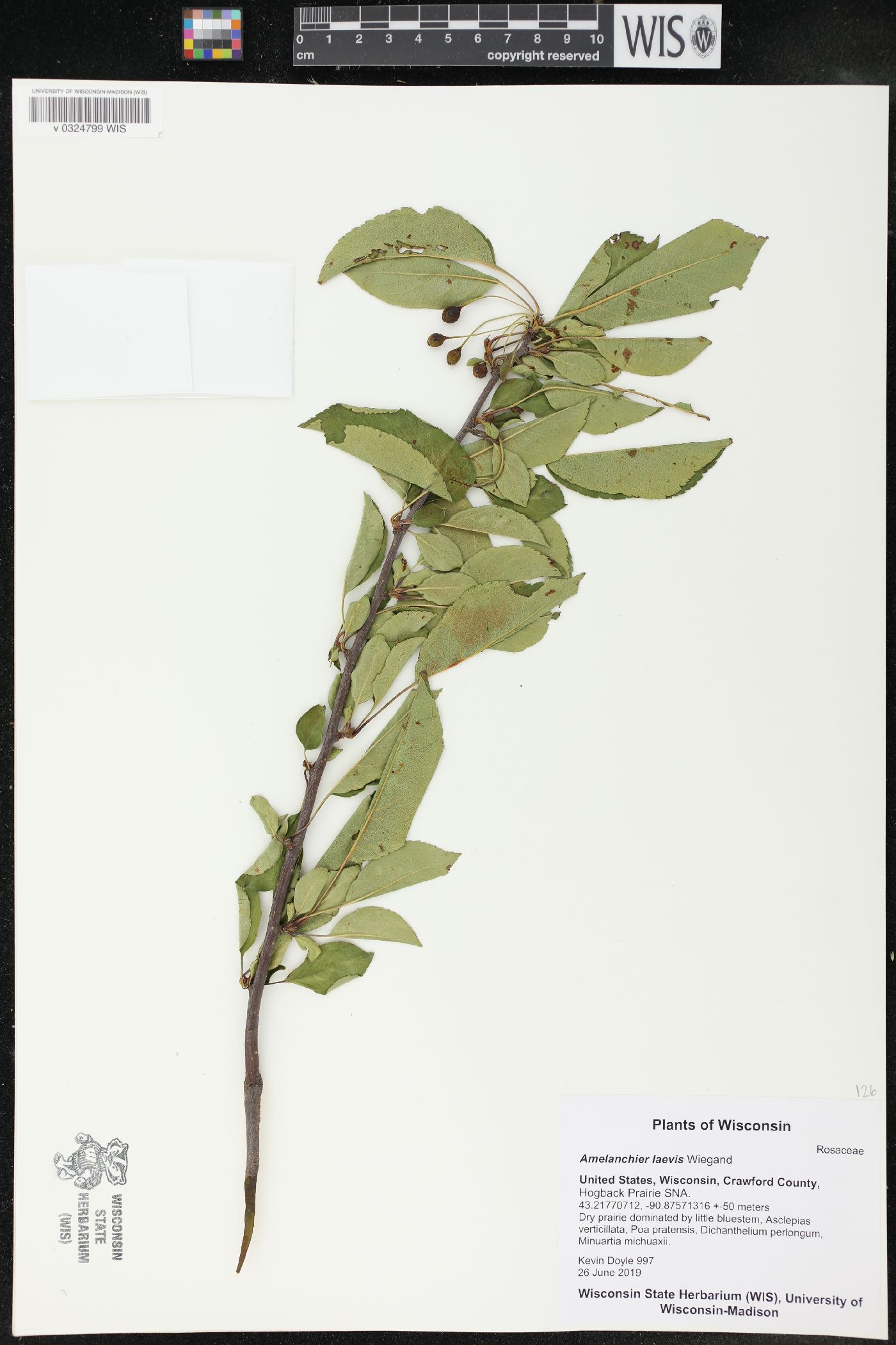 Amelanchier laevis image
