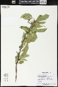 Amelanchier laevis image