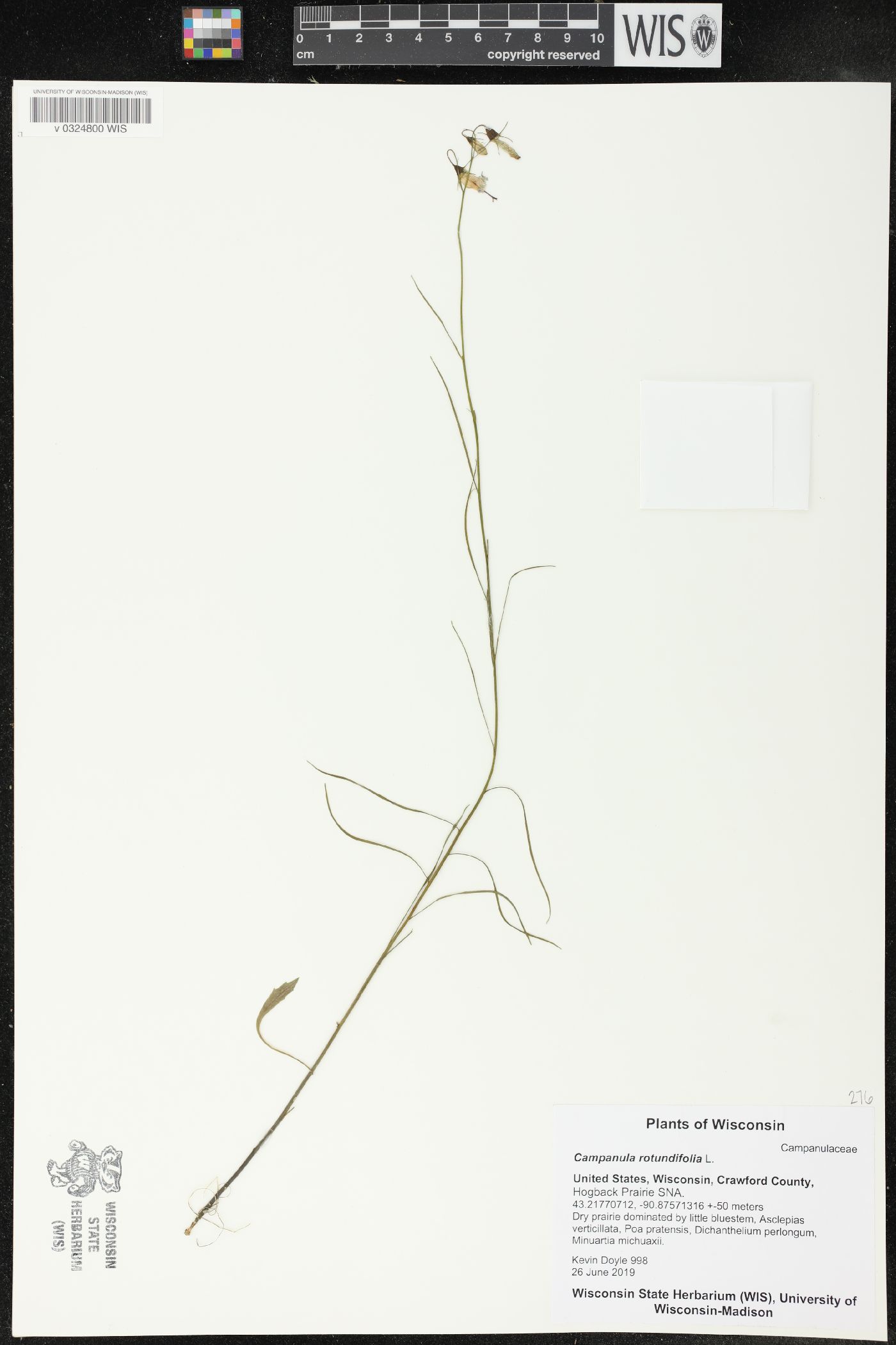 Campanula rotundifolia image