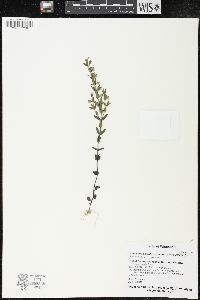 Scutellaria parvula var. leonardii image