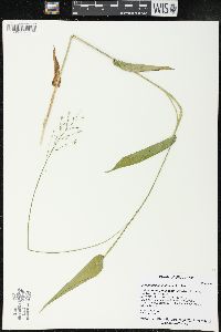 Dichanthelium latifolium image