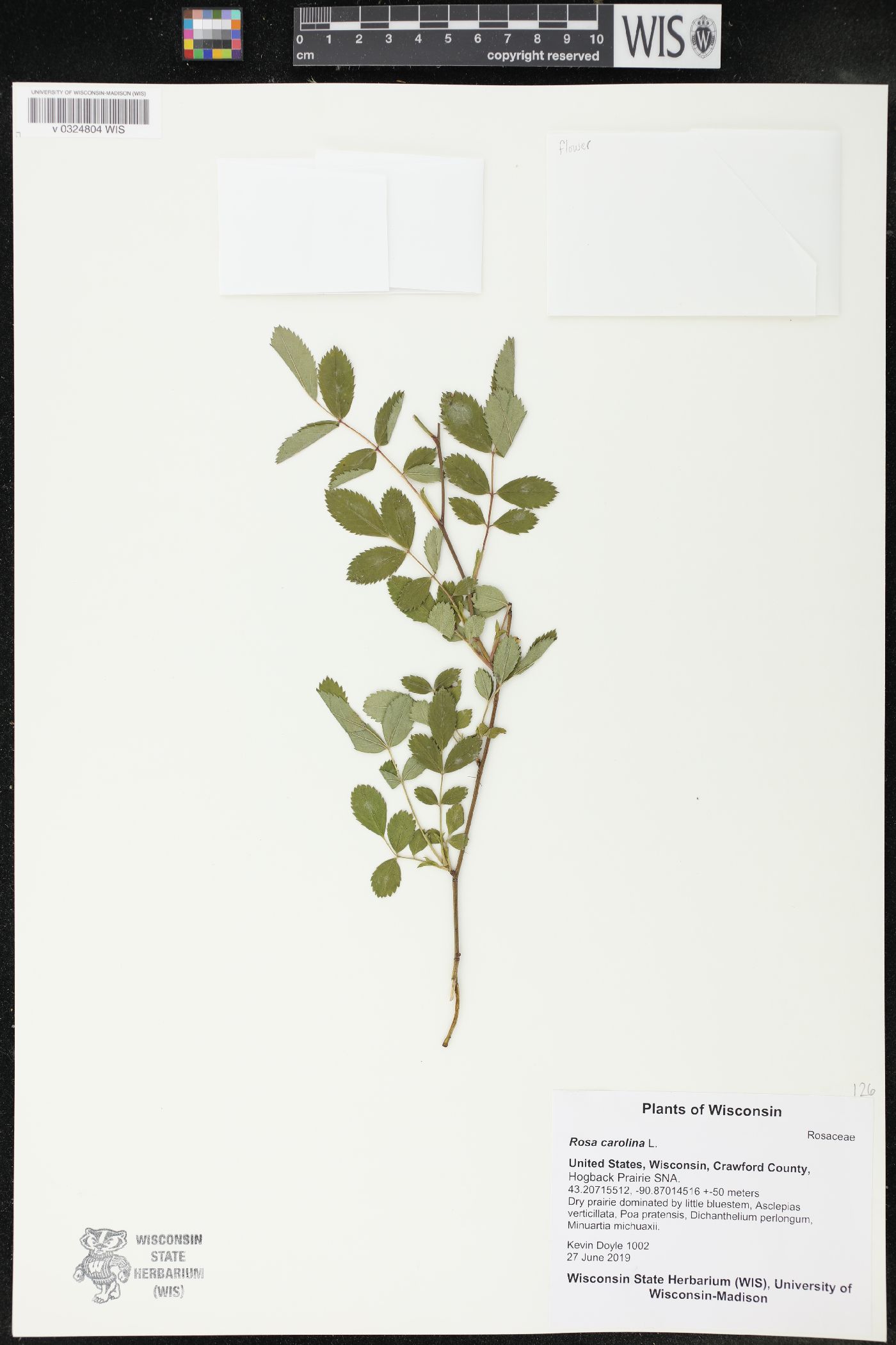 Rosa carolina image