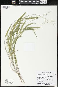 Dichanthelium leibergii image