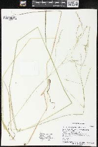 Festuca subverticillata image