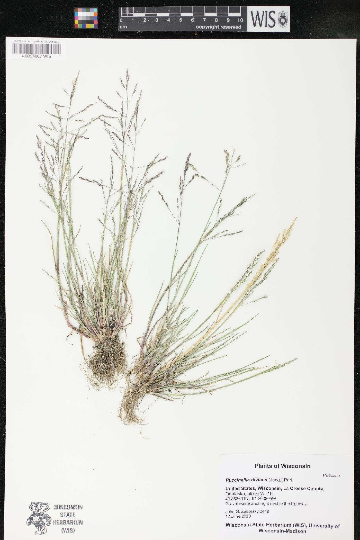 Puccinellia distans image