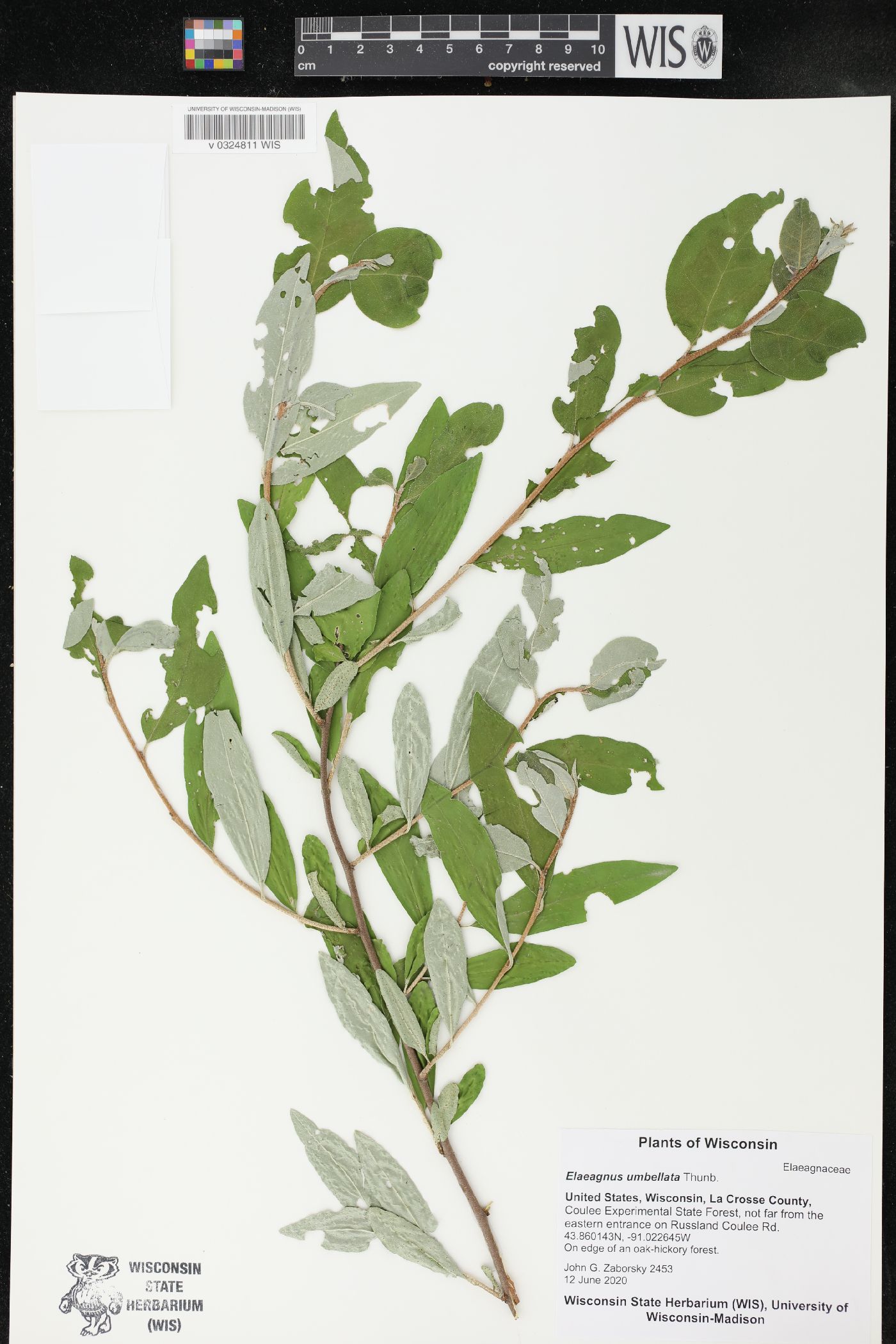 Elaeagnus umbellata image