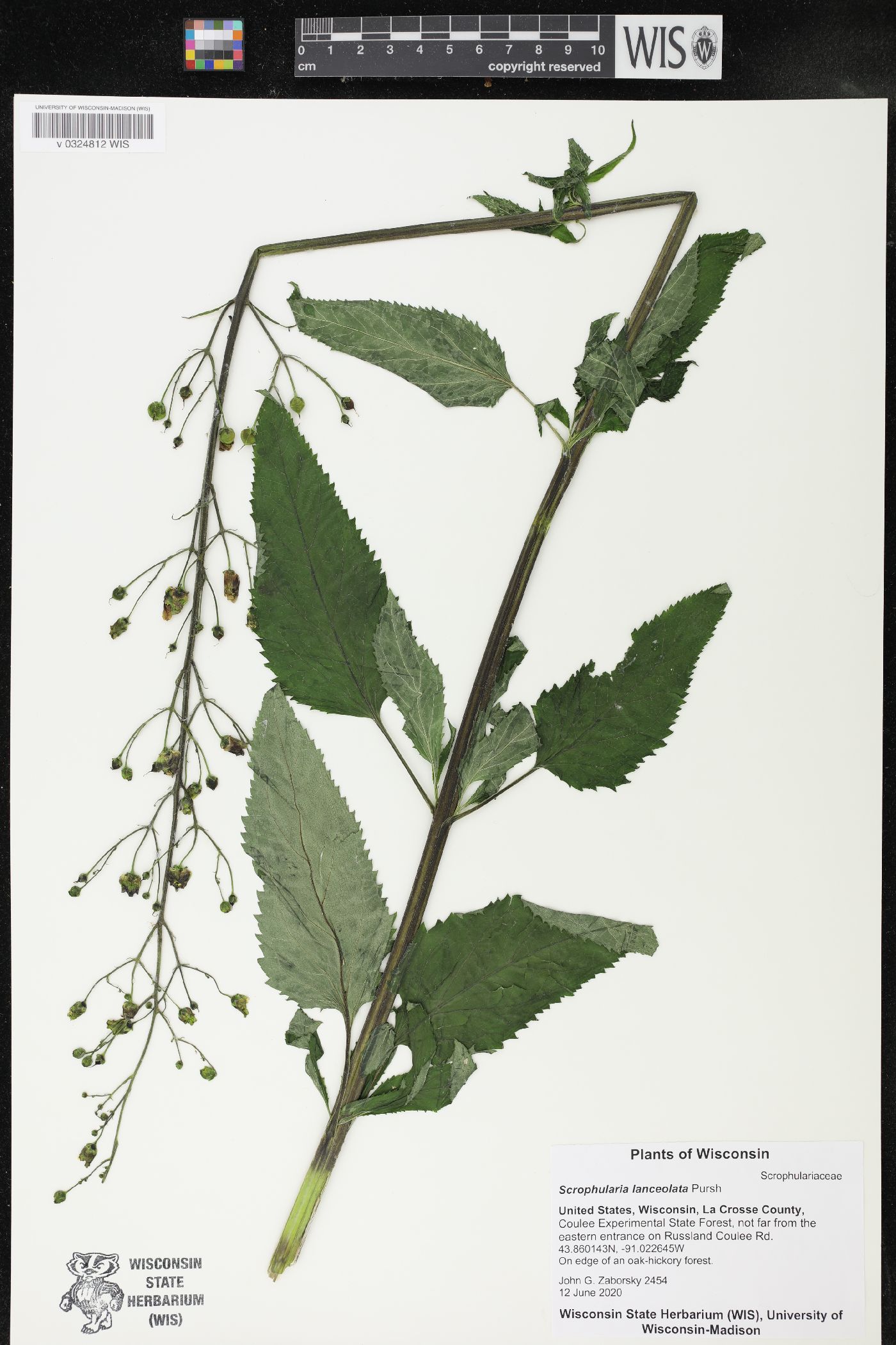 Scrophularia lanceolata image
