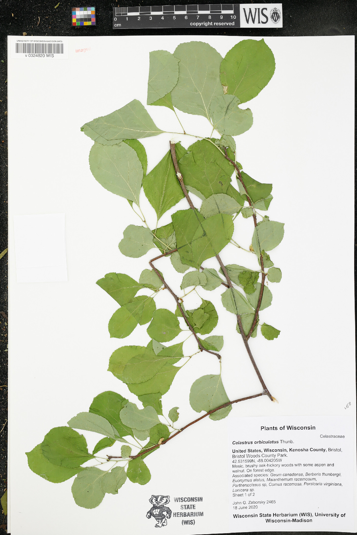 Celastrus orbiculatus image