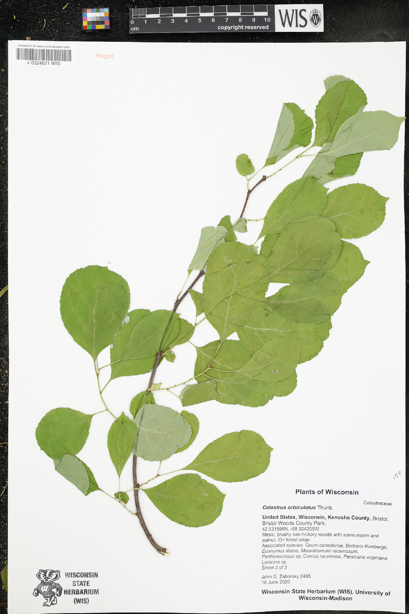 Celastrus orbiculatus image
