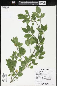 Euonymus europaeus image