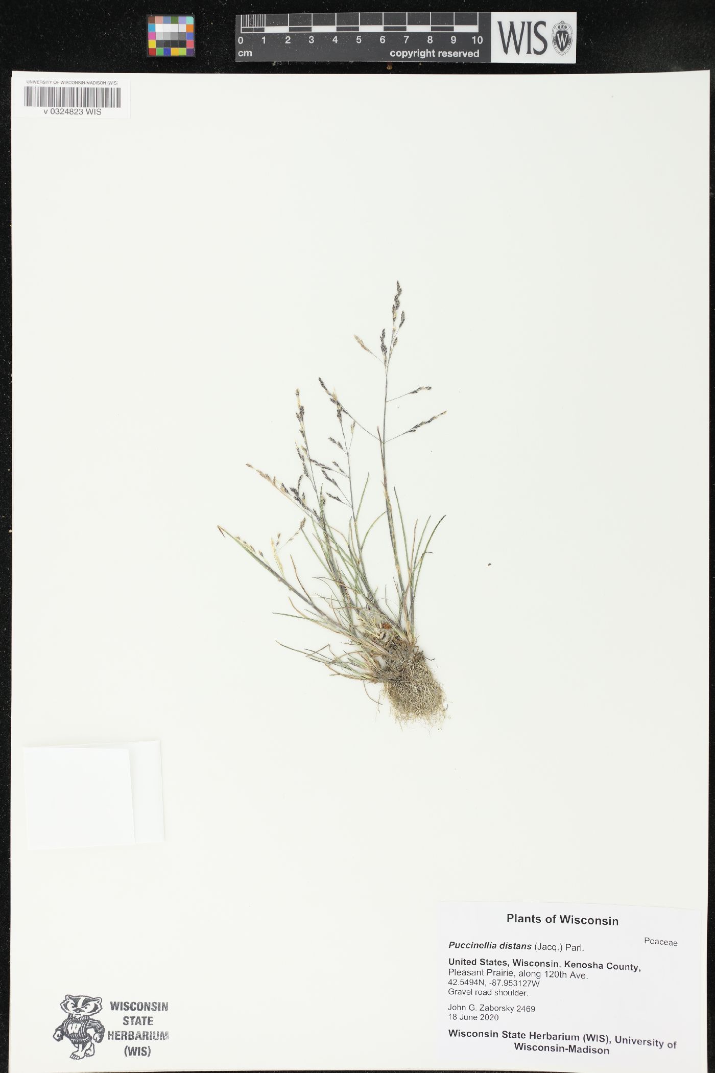 Puccinellia distans image