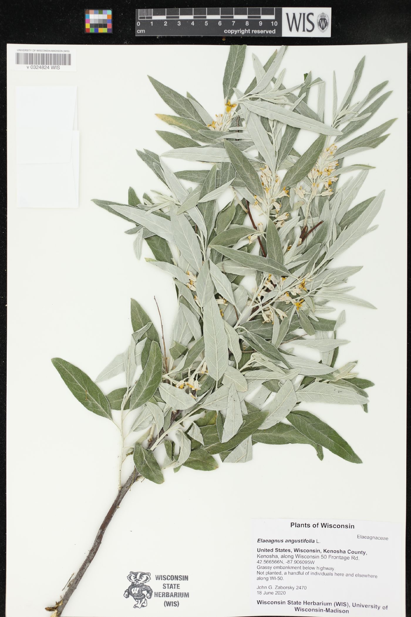 Elaeagnus angustifolia image