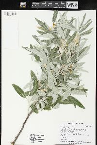 Elaeagnus angustifolia image