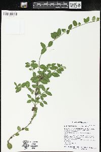 Euonymus fortunei image