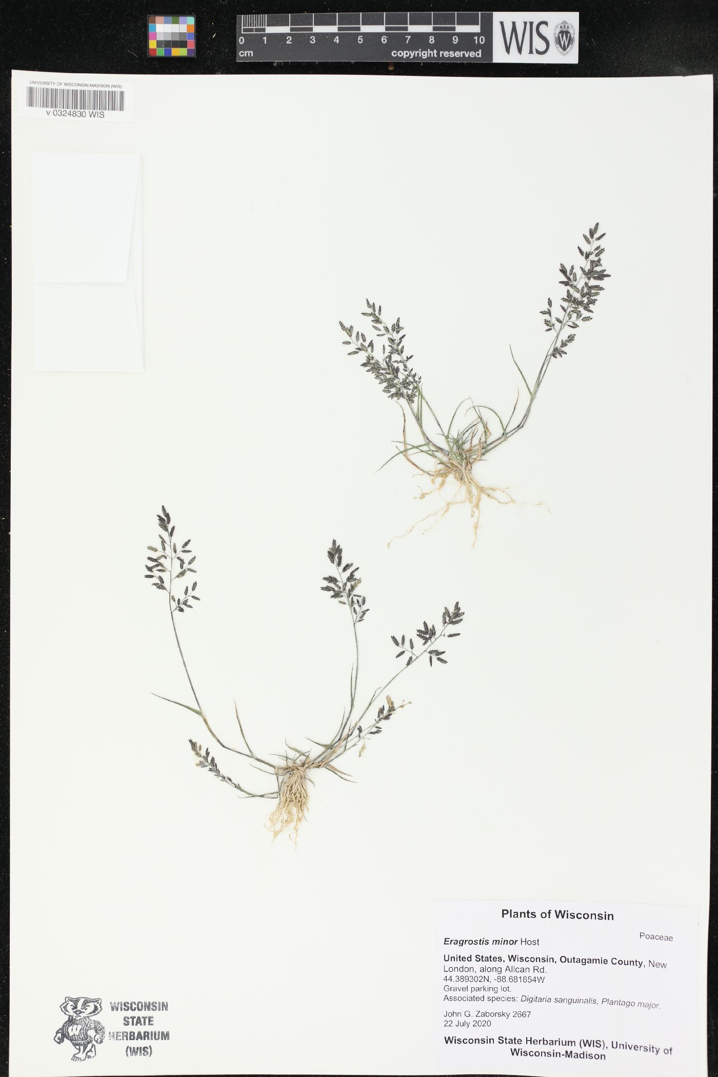 Eragrostis minor image