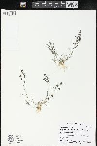 Eragrostis minor image