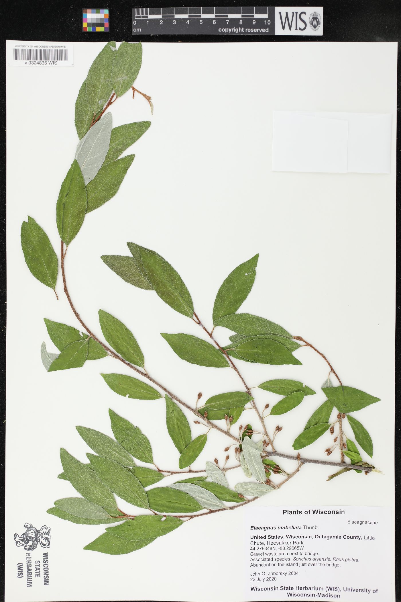 Elaeagnus umbellata image