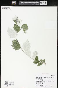 Populus alba image