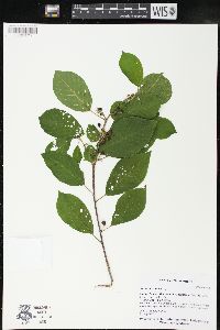 Frangula alnus image