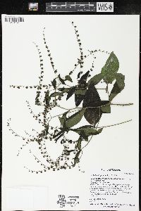 Hackelia virginiana image