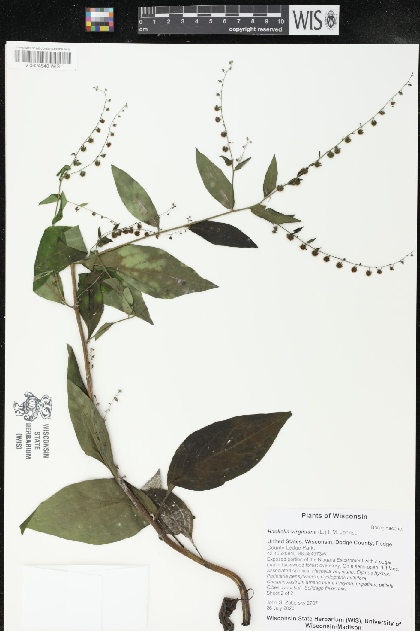 Hackelia virginiana image