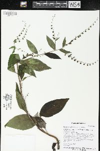 Hackelia virginiana image