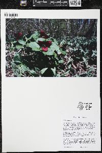Trillium erectum image