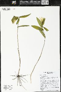 Uvularia grandiflora image