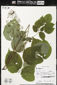 Aralia racemosa image