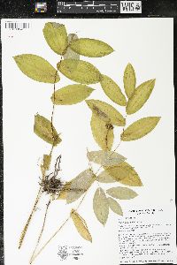 Uvularia grandiflora image