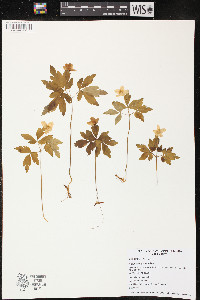 Anemone quinquefolia image