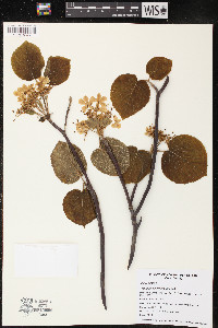 Viburnum lantanoides image