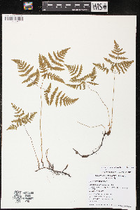 Gymnocarpium dryopteris image