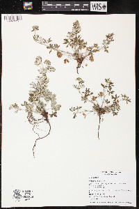 Potentilla argentea image