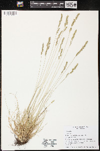 Festuca rubra image