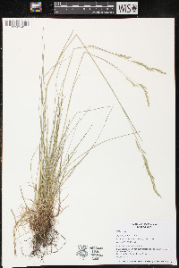 Festuca filiformis image