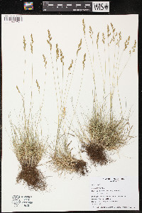 Festuca rubra image