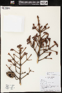 Picea abies image