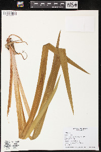 Iris versicolor image