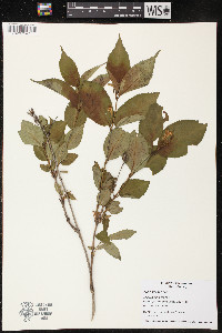 Diervilla lonicera image