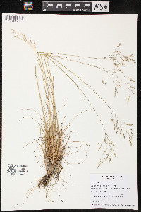 Deschampsia flexuosa image