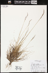 Deschampsia flexuosa image