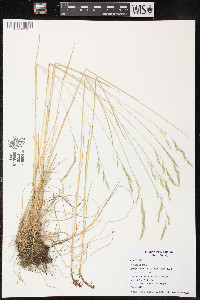 Festuca rubra image