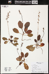 Pyrola elliptica image