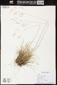 Deschampsia flexuosa image