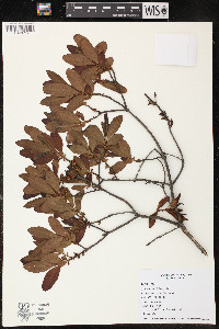 Myrica caroliniensis image