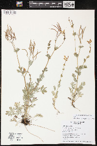 Capnoides sempervirens image