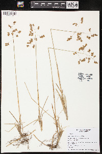 Anthoxanthum nitens image